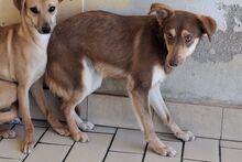 TACAU, Hund, Pinscher-Mischling in Italien - Bild 6