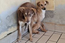 TACAU, Hund, Pinscher-Mischling in Italien - Bild 7