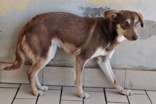 TACAU, Hund, Pinscher-Mischling in Italien - Bild 8