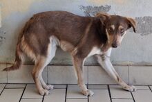 TACAU, Hund, Pinscher-Mix in Italien - Bild 3