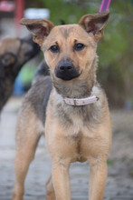 DEMONA, Hund, Mischlingshund in Ungarn - Bild 2