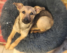 DEMONA, Hund, Mischlingshund in Ungarn - Bild 4