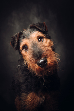 TEQUILA, Hund, Mischlingshund in Ungarn - Bild 1