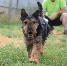 TEQUILA, Hund, Mischlingshund in Ungarn - Bild 3
