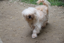 RAPUNZEL, Hund, Mischlingshund in Ungarn - Bild 2