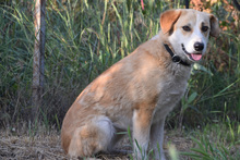 BONBONETTI, Hund, Mischlingshund in Ungarn - Bild 1
