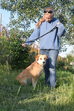 BONBONETTI, Hund, Mischlingshund in Ungarn - Bild 2