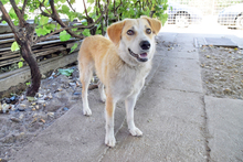 BONBONETTI, Hund, Mischlingshund in Ungarn - Bild 3