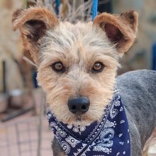 MAIKO, Hund, Yorkshire Terrier - Mischling in Spanien - Bild 1