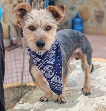 MAIKO, Hund, Yorkshire Terrier - Mischling in Spanien - Bild 2