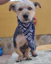 MAIKO, Hund, Yorkshire Terrier - Mischling in Spanien - Bild 3