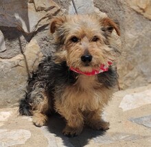 MAIKO, Hund, Yorkshire Terrier - Mischling in Spanien - Bild 4