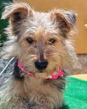 MAIKO, Hund, Yorkshire Terrier - Mischling in Spanien - Bild 5