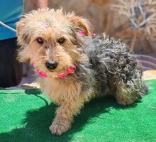 MAIKO, Hund, Yorkshire Terrier - Mischling in Spanien - Bild 6