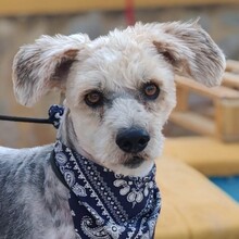 NICO, Hund, Yorkshire Terrier - Mischling in Spanien - Bild 1