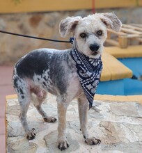 NICO, Hund, Yorkshire Terrier - Mischling in Spanien - Bild 2