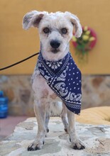 NICO, Hund, Yorkshire Terrier - Mischling in Spanien - Bild 3