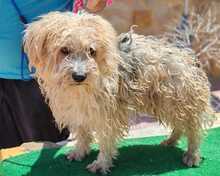 NICO, Hund, Yorkshire Terrier - Mischling in Spanien - Bild 4