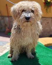 NICO, Hund, Yorkshire Terrier - Mischling in Spanien - Bild 5