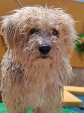 NICO, Hund, Yorkshire Terrier - Mischling in Spanien - Bild 6