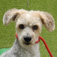 NICO, Hund, Yorkshire Terrier-Mix in Spanien