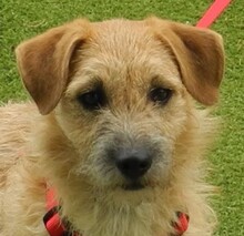 PINA, Hund, Mischlingshund in Spanien