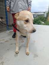LUI, Hund, Mischlingshund in Rumänien - Bild 2