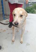 LUI, Hund, Mischlingshund in Rumänien - Bild 3
