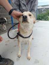 LUI, Hund, Mischlingshund in Rumänien - Bild 6