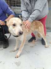 LUI, Hund, Mischlingshund in Rumänien - Bild 7