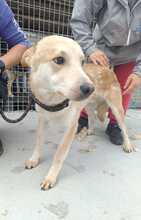 LUI, Hund, Mischlingshund in Rumänien - Bild 8