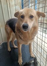 MABLE, Hund, Mischlingshund in Rumänien - Bild 1