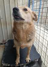 MABLE, Hund, Mischlingshund in Rumänien - Bild 7