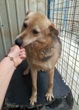MABLE, Hund, Mischlingshund in Rumänien - Bild 8