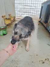BOBBIE, Hund, Mischlingshund in Rumänien - Bild 4