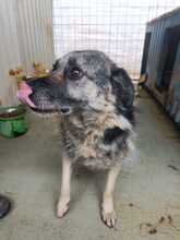 BOBBIE, Hund, Mischlingshund in Rumänien - Bild 7