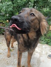 HAZEL, Hund, Mischlingshund in Rumänien - Bild 1