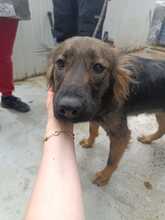 HAZEL, Hund, Mischlingshund in Rumänien - Bild 2