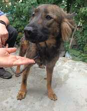 HAZEL, Hund, Mischlingshund in Rumänien - Bild 4