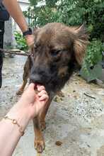 HAZEL, Hund, Mischlingshund in Rumänien - Bild 5