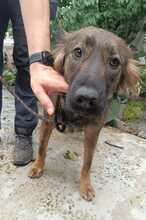 HAZEL, Hund, Mischlingshund in Rumänien - Bild 6