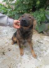 HAZEL, Hund, Mischlingshund in Rumänien - Bild 7