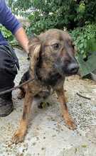 HAZEL, Hund, Mischlingshund in Rumänien - Bild 8