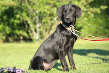 SHADOW, Hund, Mischlingshund in Hagen - Bild 2