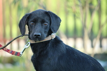 SHADOW, Hund, Mischlingshund in Hagen - Bild 3