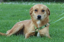 ELIAN, Hund, Mischlingshund in Hagen - Bild 1