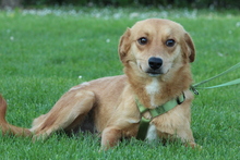 ELIAN, Hund, Mischlingshund in Hagen - Bild 2