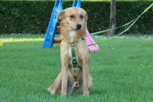 ELIAN, Hund, Mischlingshund in Hagen - Bild 3