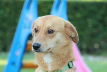 ELIAN, Hund, Mischlingshund in Hagen - Bild 4
