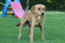 ELIAN, Hund, Mischlingshund in Hagen - Bild 5